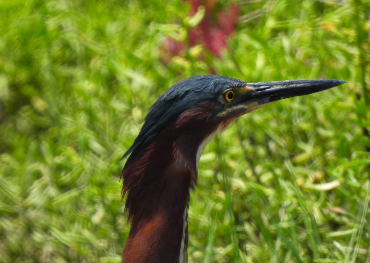 Green Heron - ML573089211