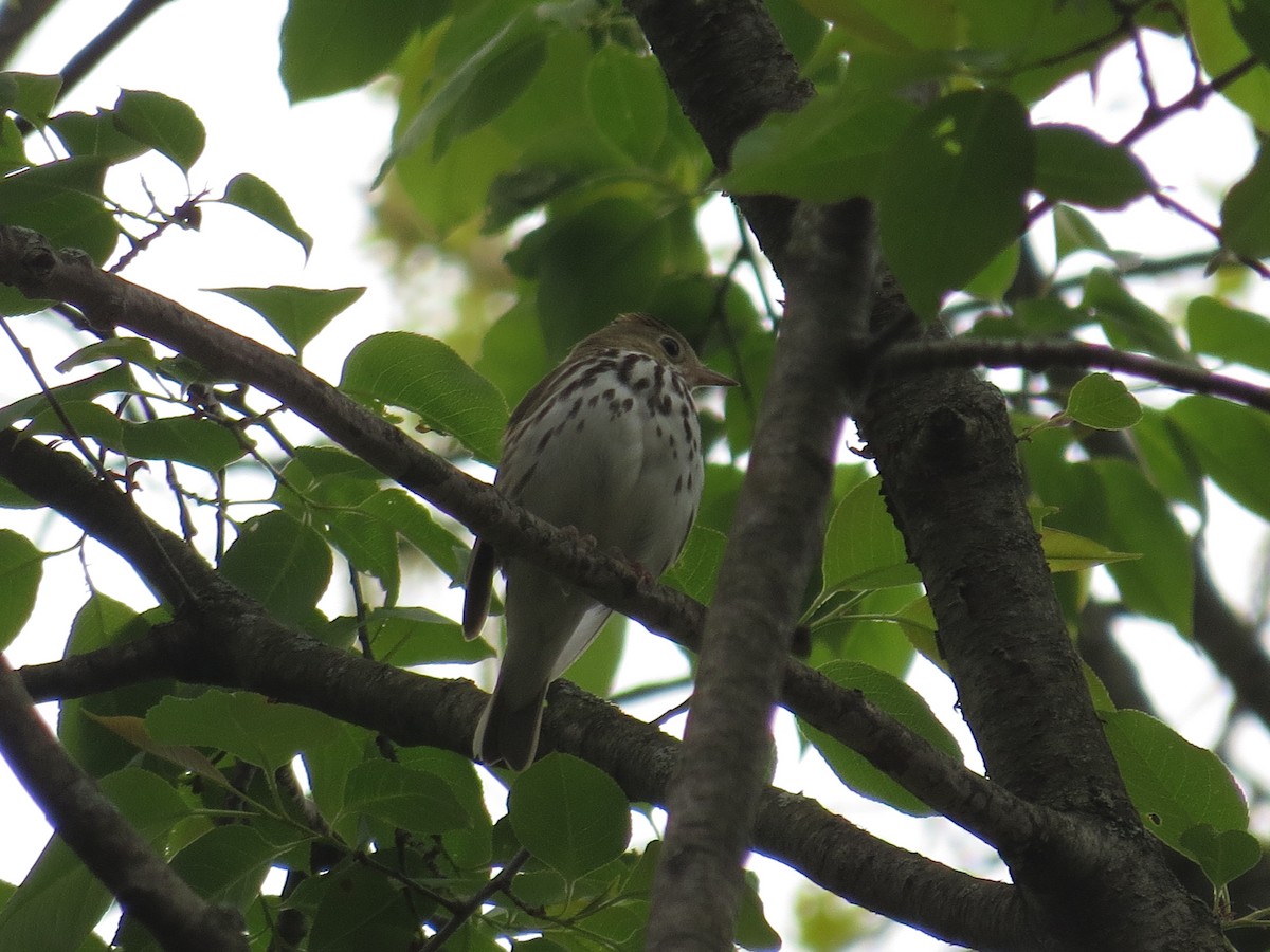 Paruline couronnée - ML573089991