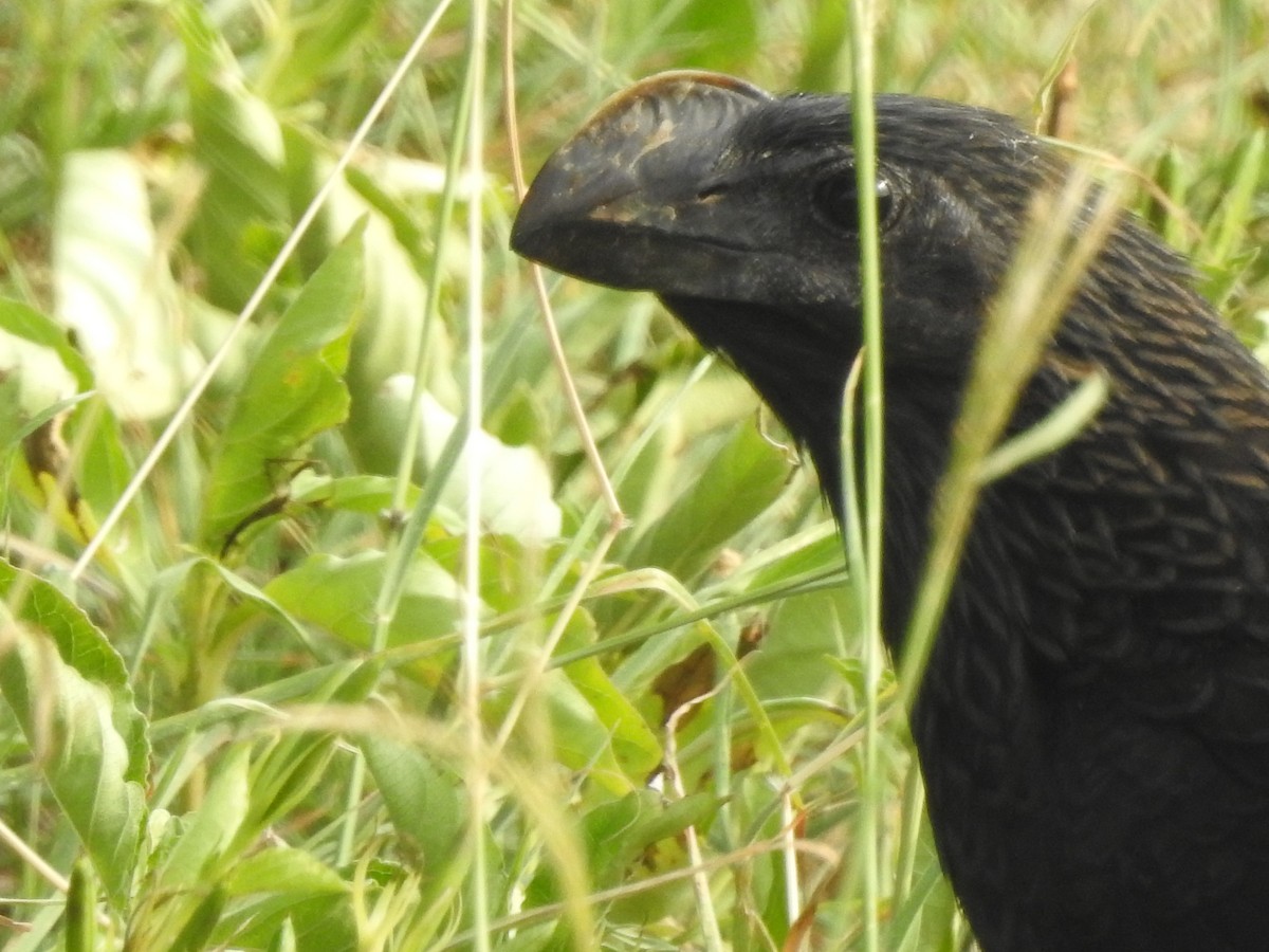 Smooth-billed Ani - ML573090351