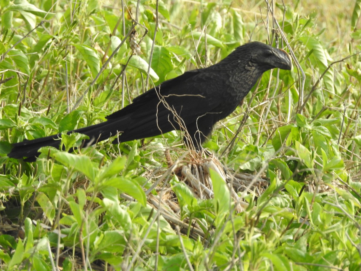 Smooth-billed Ani - ML573090361