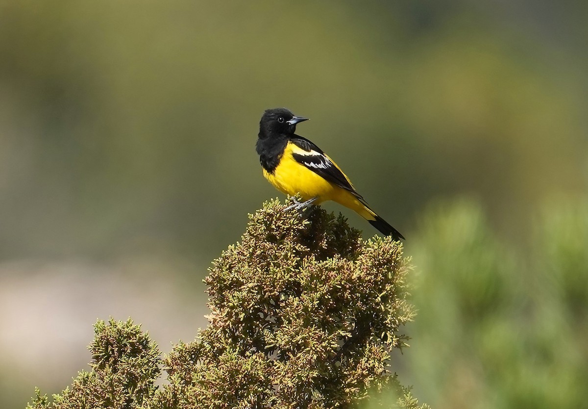 Oriole jaune-verdâtre - ML573090371