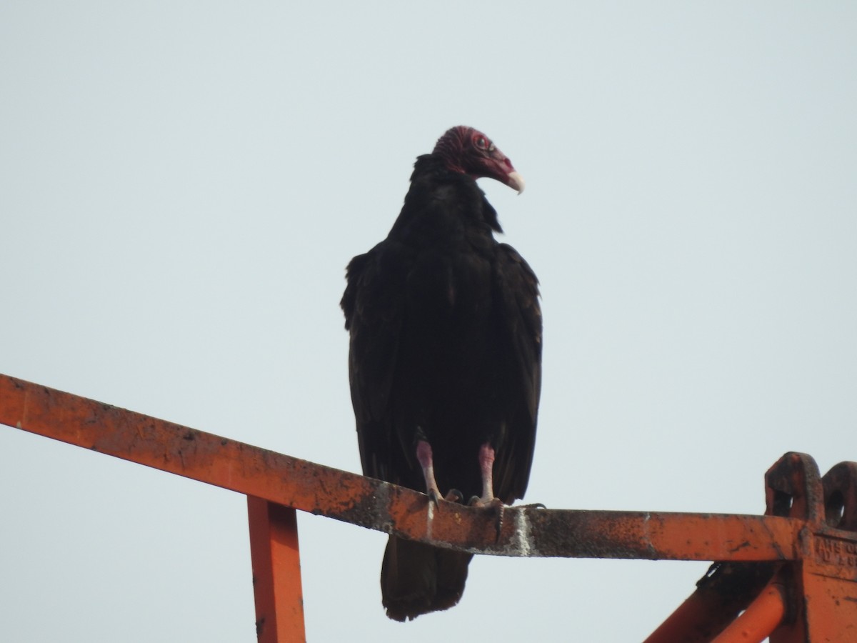 Urubu à tête rouge - ML573090611