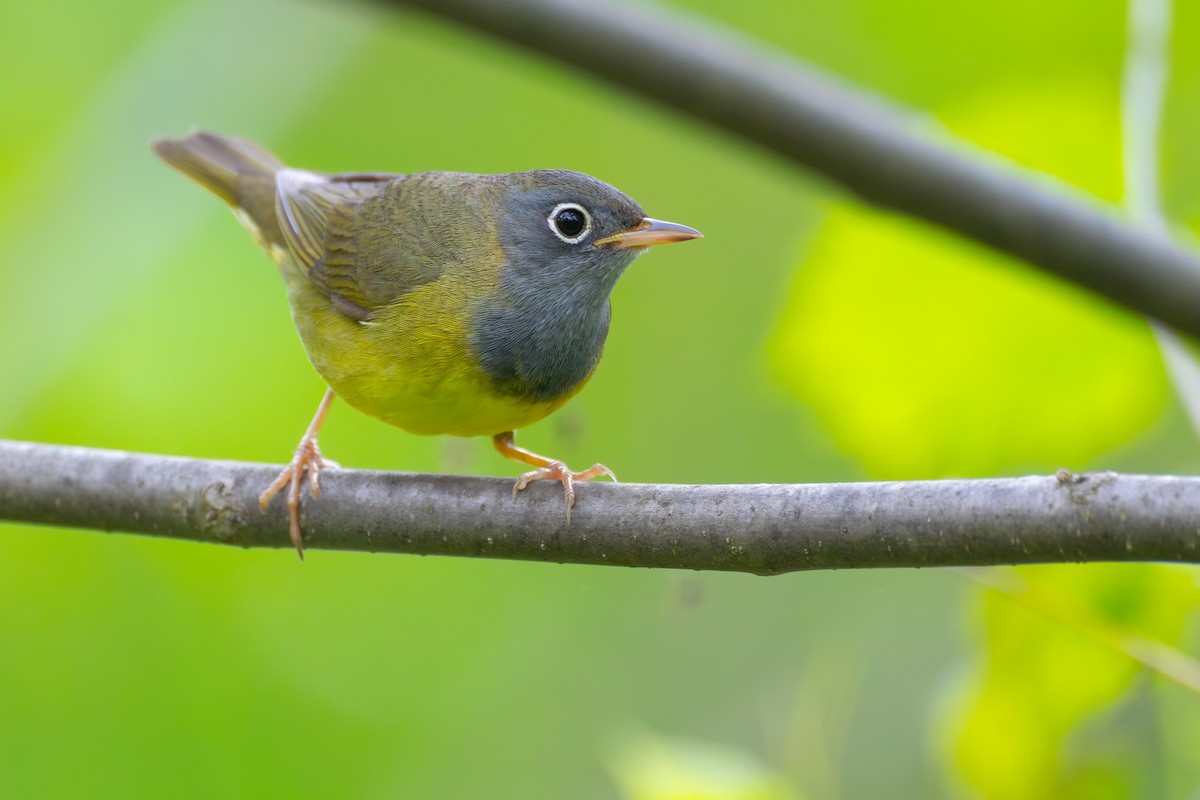 Connecticut Warbler - ML573091451
