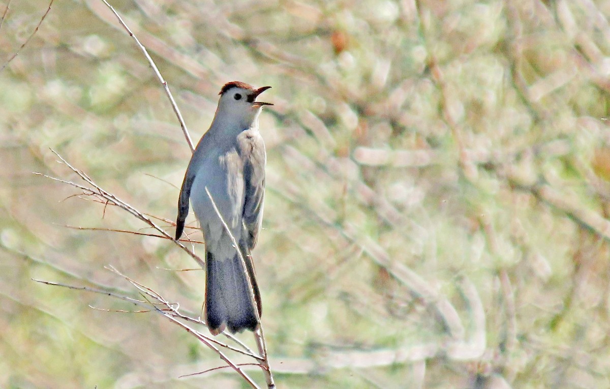 Gray Catbird - ML573091711