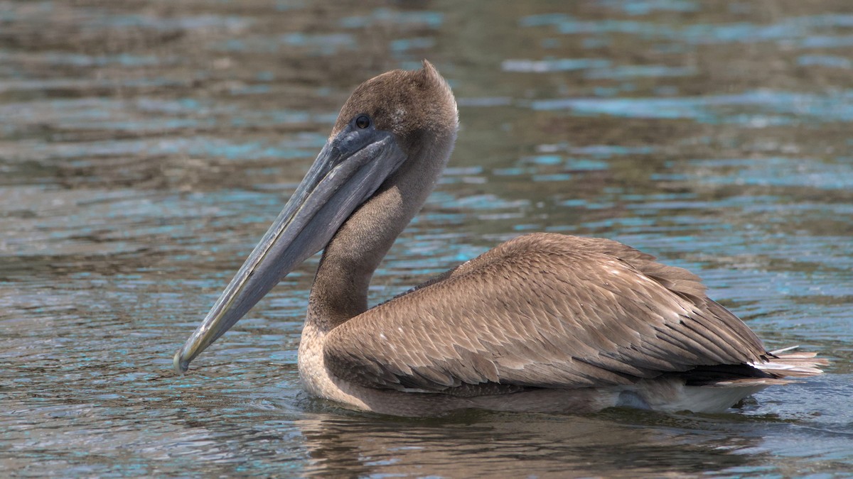 Brown Pelican - Robert Howard