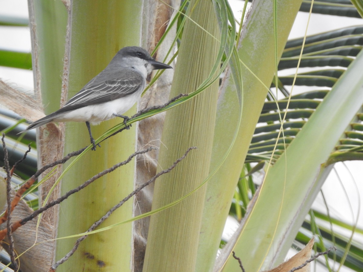Gray Kingbird - ML573092131