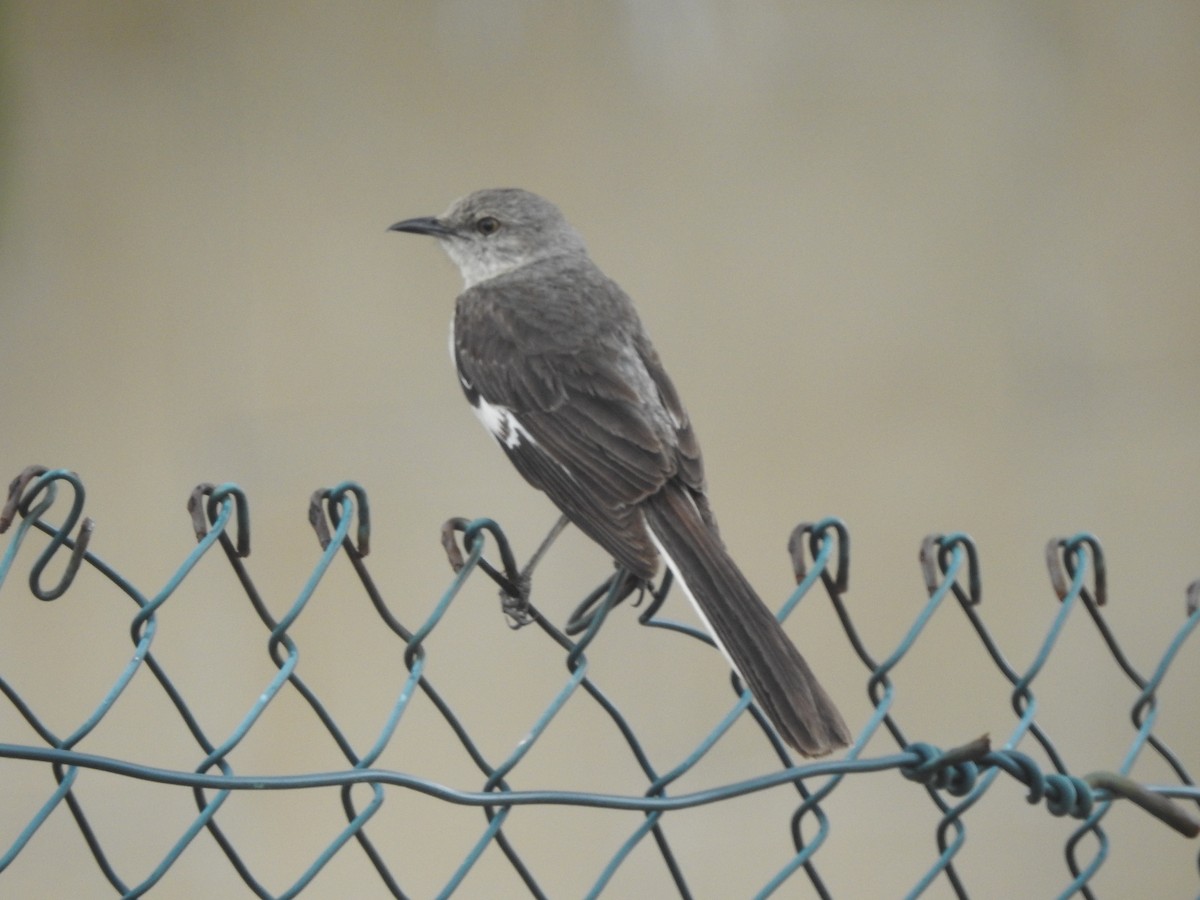 Northern Mockingbird - ML573092451