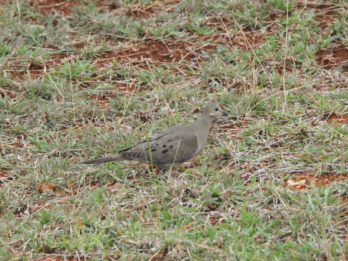 Mourning Dove - ML573093491