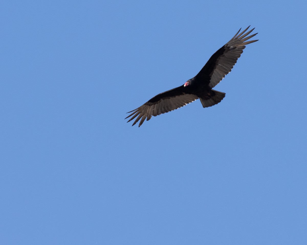 Turkey Vulture - ML573093841