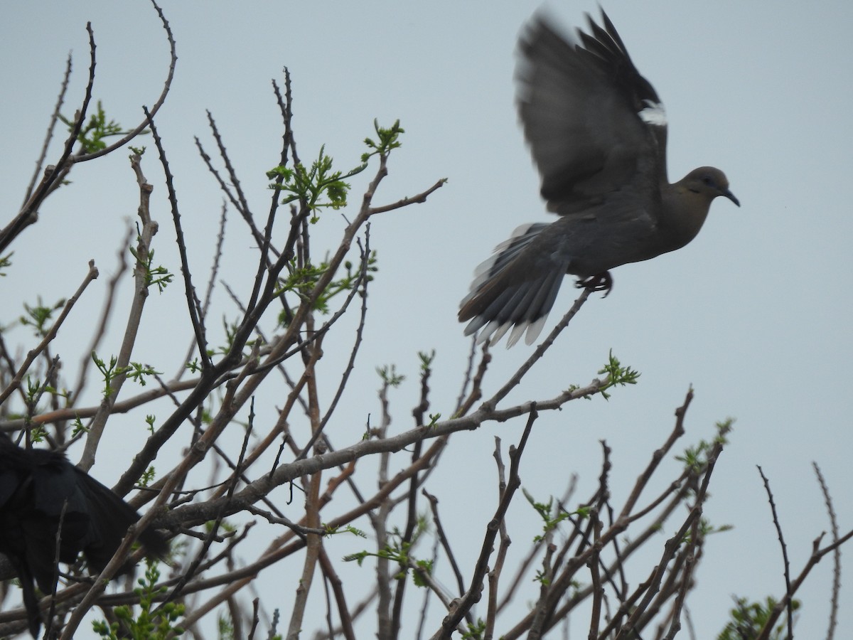 White-winged Dove - ML573093961