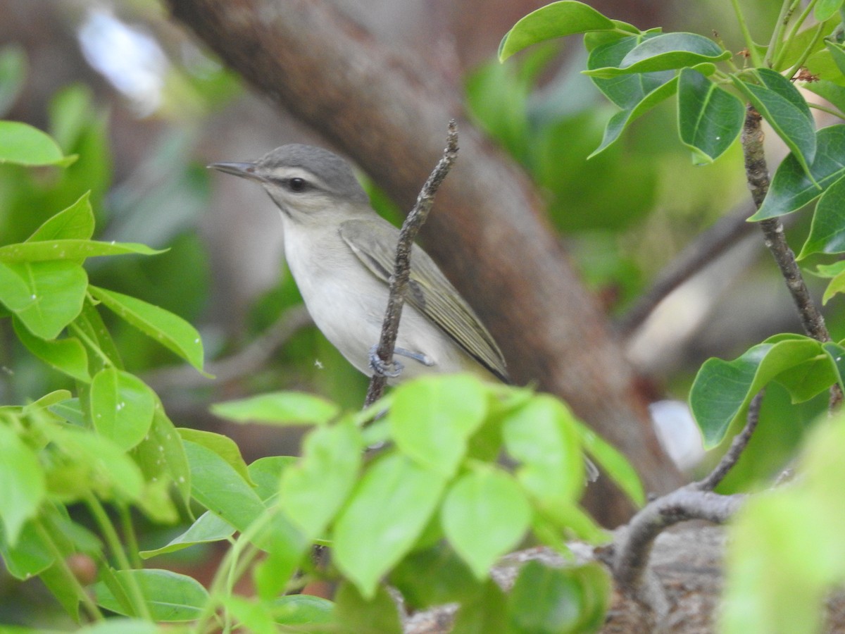 Black-whiskered Vireo - ML573095321