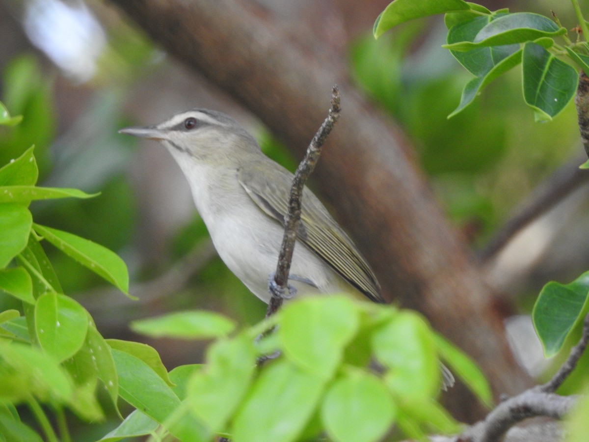 Black-whiskered Vireo - Saravana Moorthy