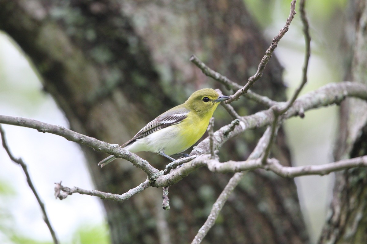 Yellow-throated Vireo - Niklas Klauss