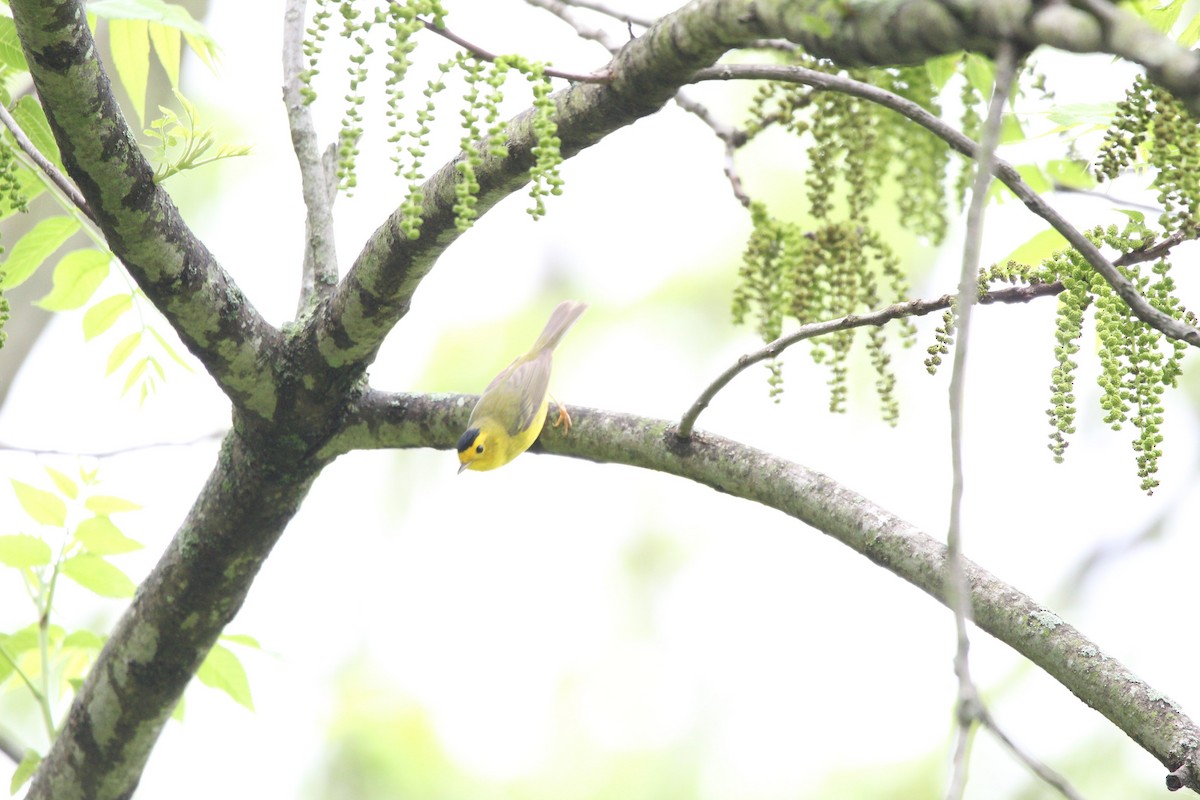 Wilson's Warbler - Niklas Klauss