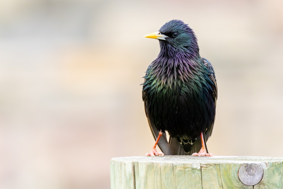 European Starling - ML573097361