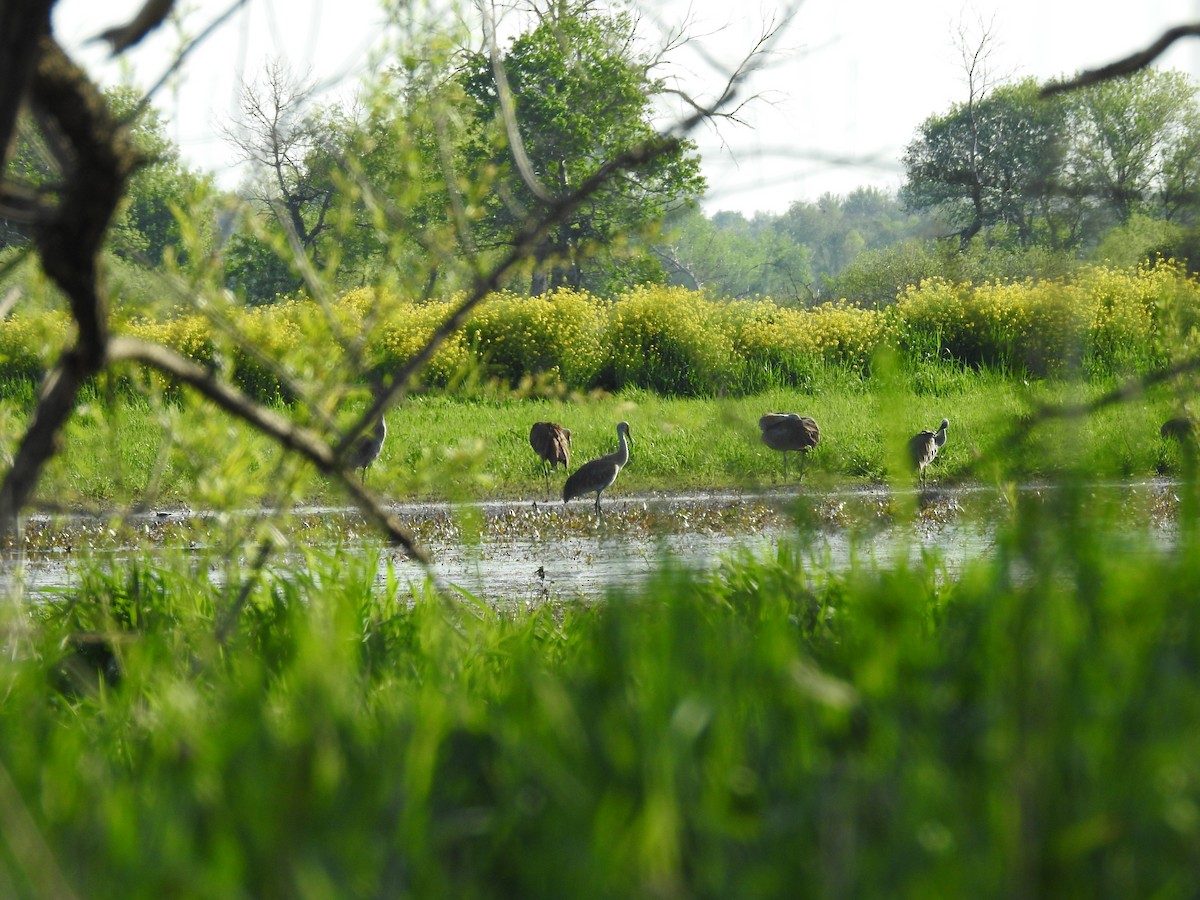 Sandhill Crane - Bob McAlear