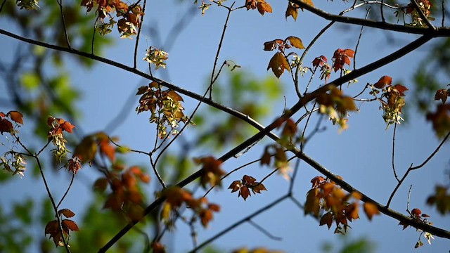 American Redstart - ML573097691