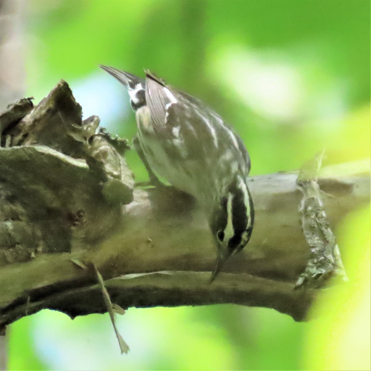 Black-and-white Warbler - Teresa Noel