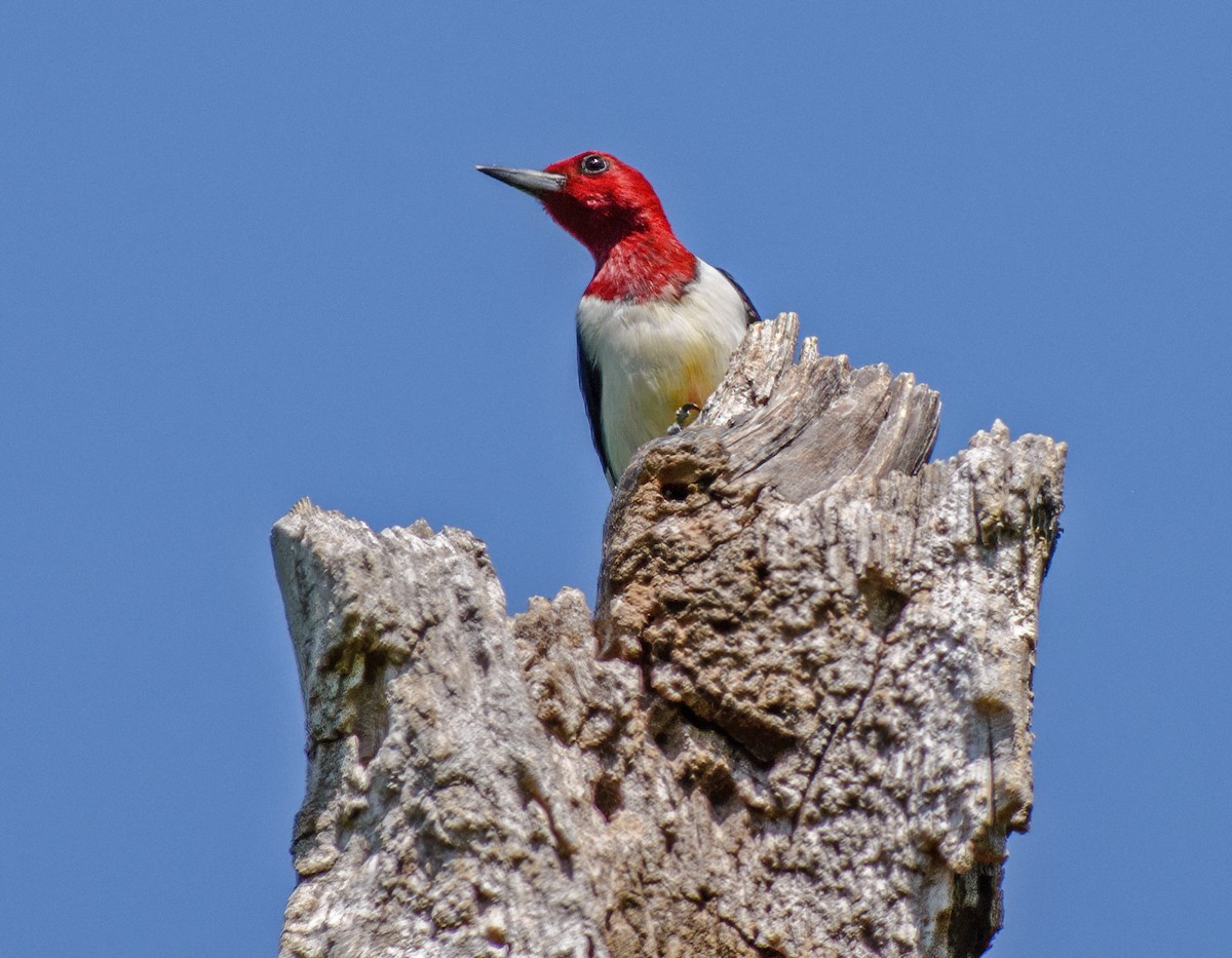 Red-headed Woodpecker - ML573098281