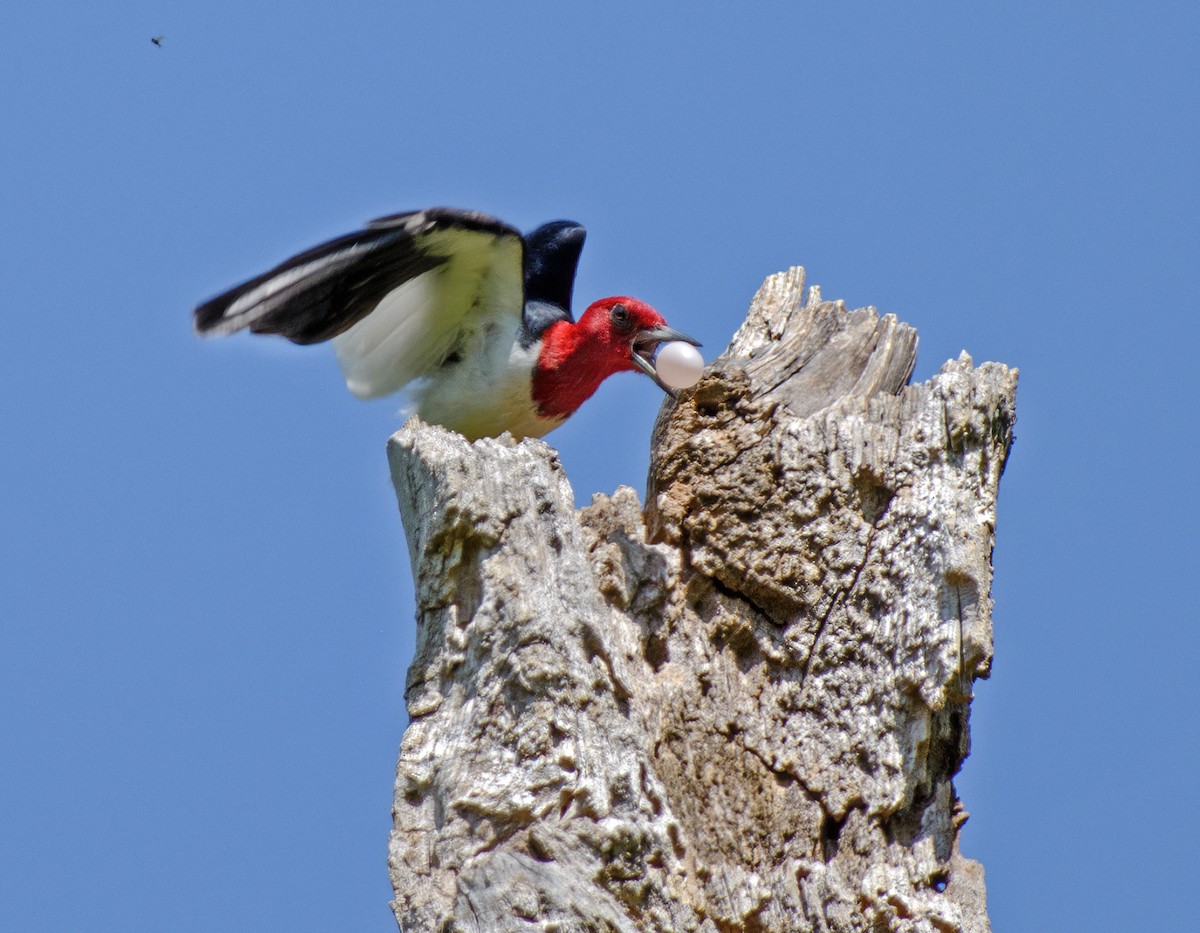 Red-headed Woodpecker - ML573098441