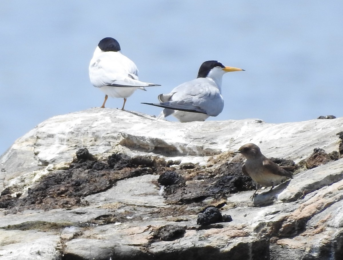 Least Tern - Fred Shaffer