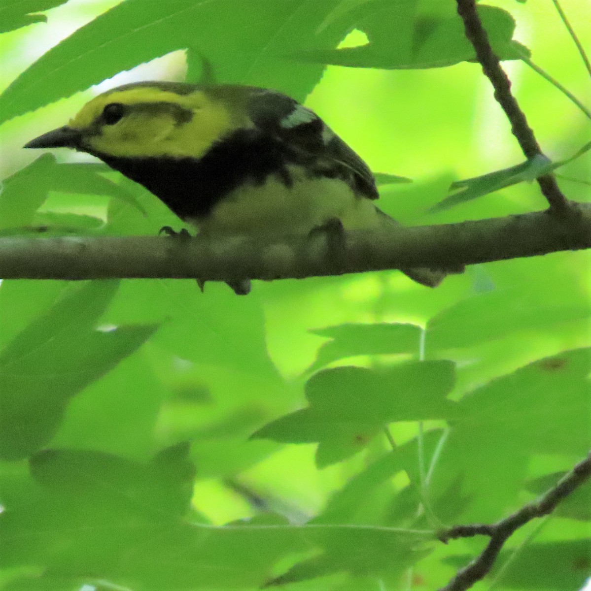 Black-throated Green Warbler - Teresa Noel