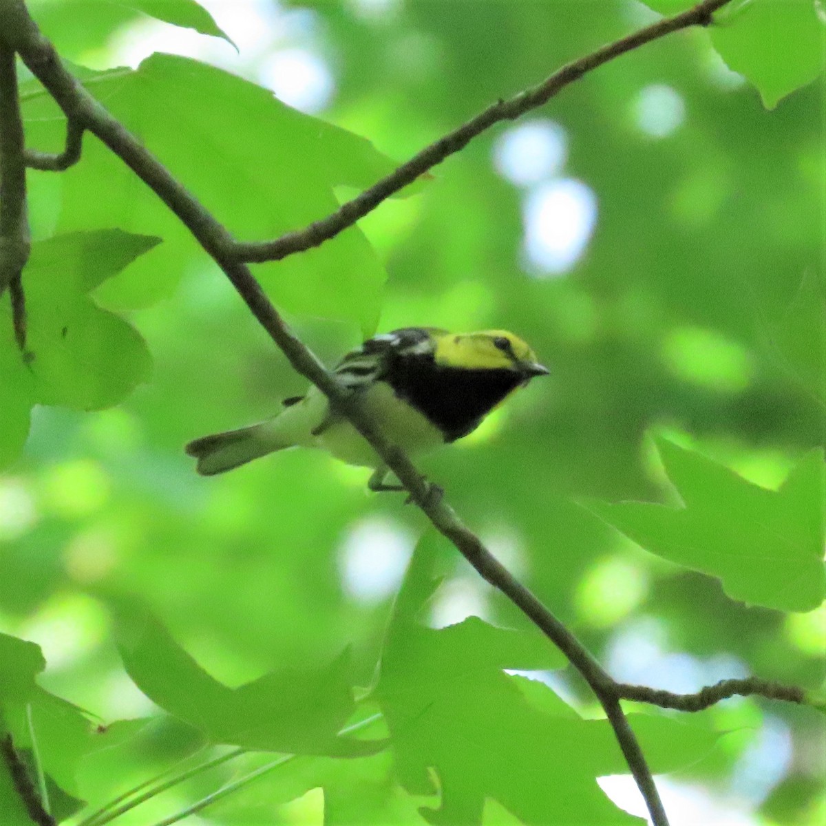 Black-throated Green Warbler - Teresa Noel