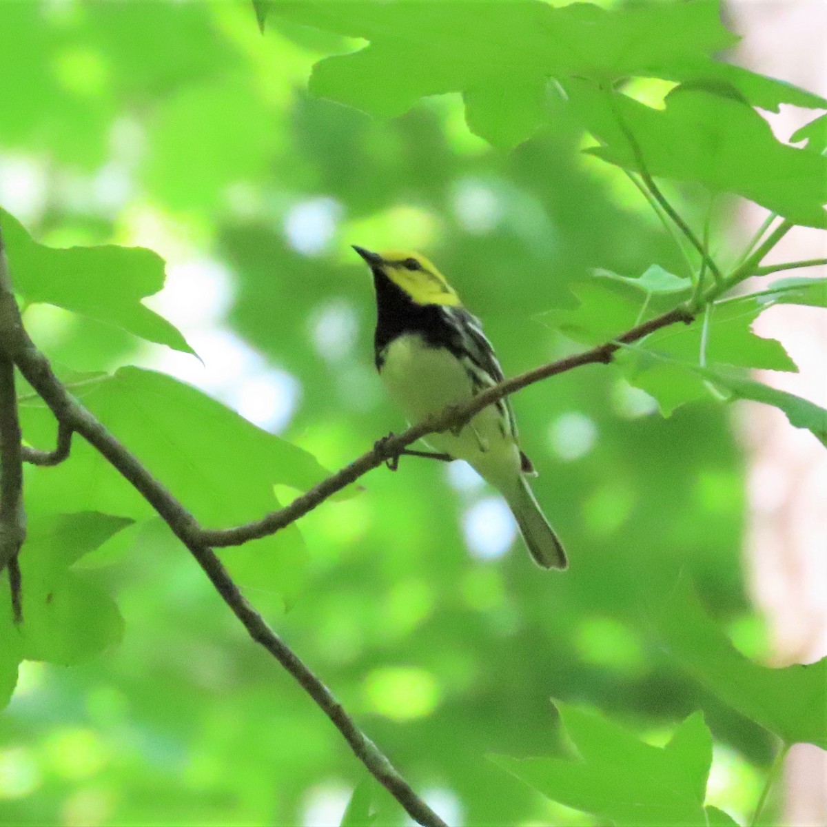 Black-throated Green Warbler - ML573098551