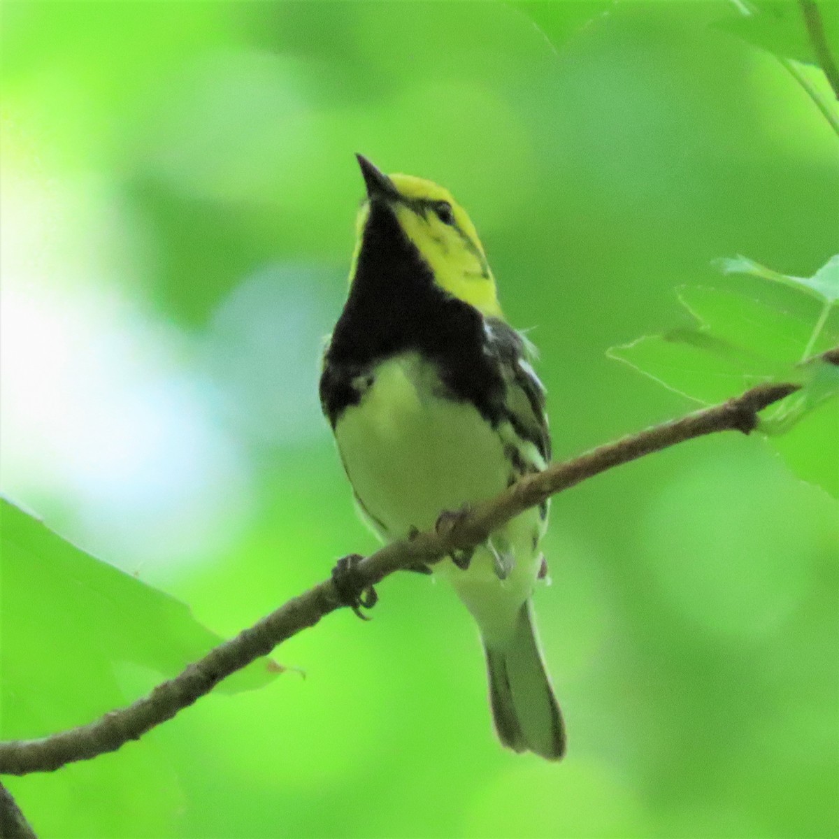 Black-throated Green Warbler - Teresa Noel