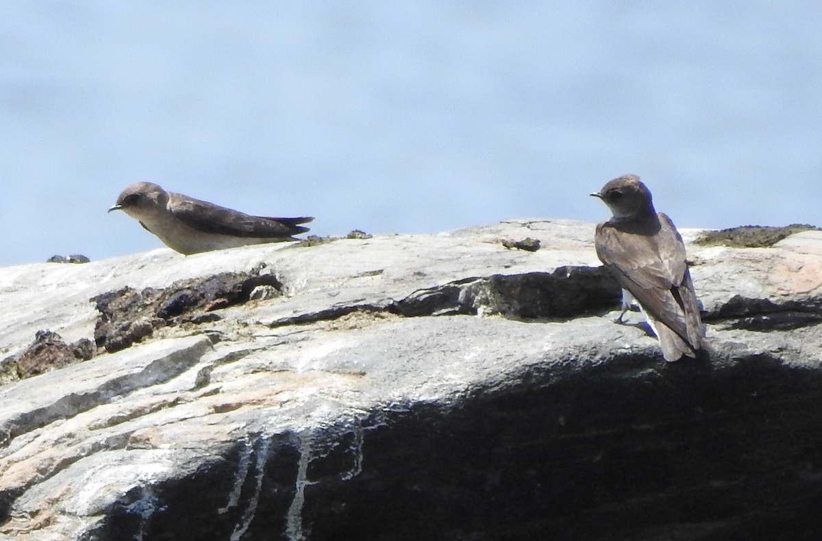Northern Rough-winged Swallow - ML573098831