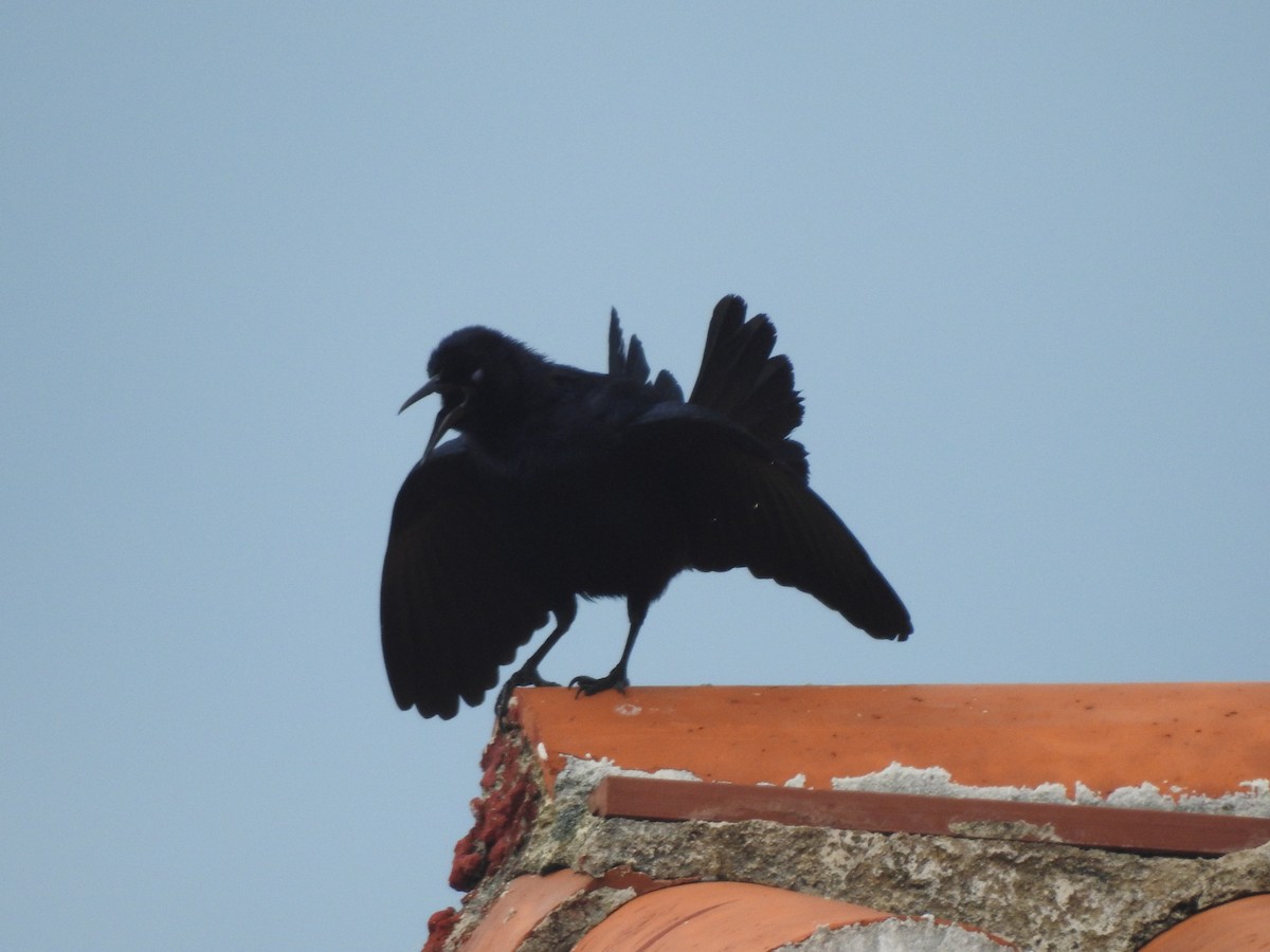 Greater Antillean Grackle - ML573098901