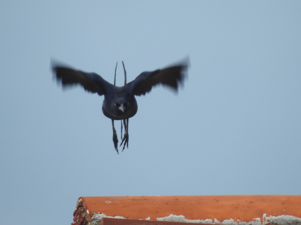 Greater Antillean Grackle - ML573098911