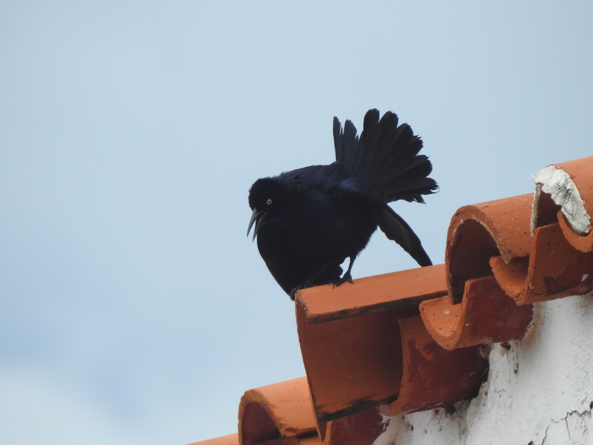 Greater Antillean Grackle - ML573098921