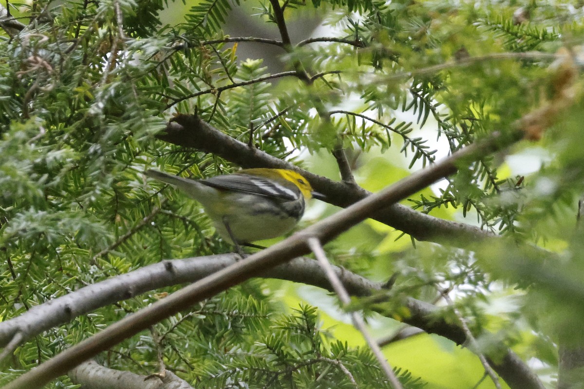 Black-throated Green Warbler - ML573099331