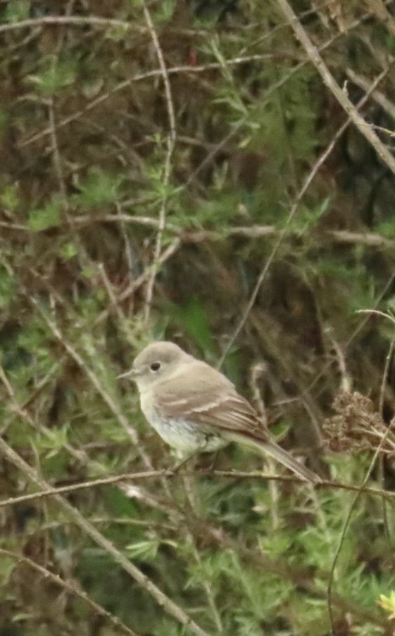 Gray Flycatcher - ML573100191