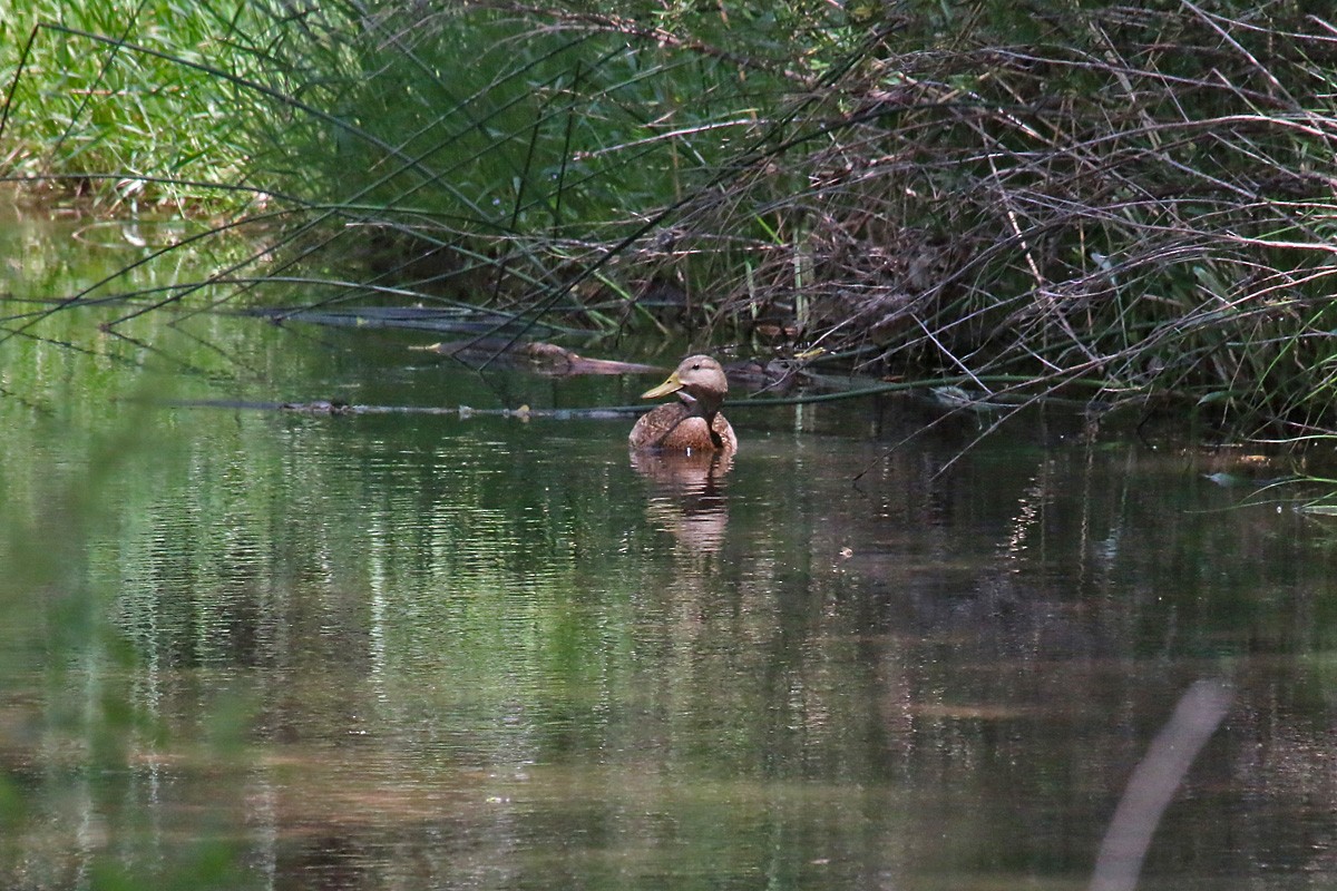 Mexican Duck - ML57310041