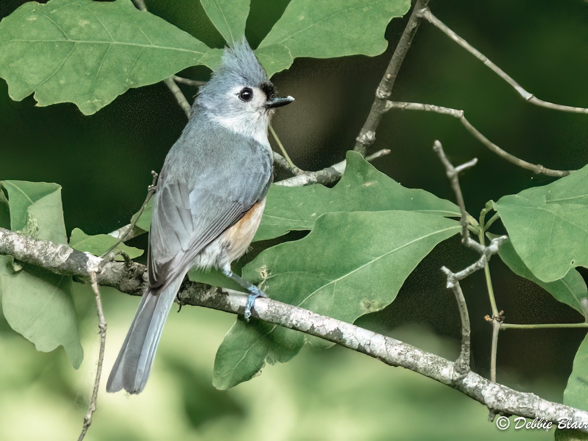 Tufted Titmouse - Debbie Blair