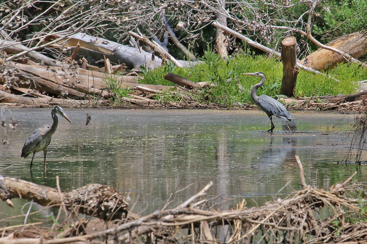 Great Blue Heron - ML57310061