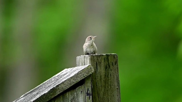Northern House Wren - ML573101131