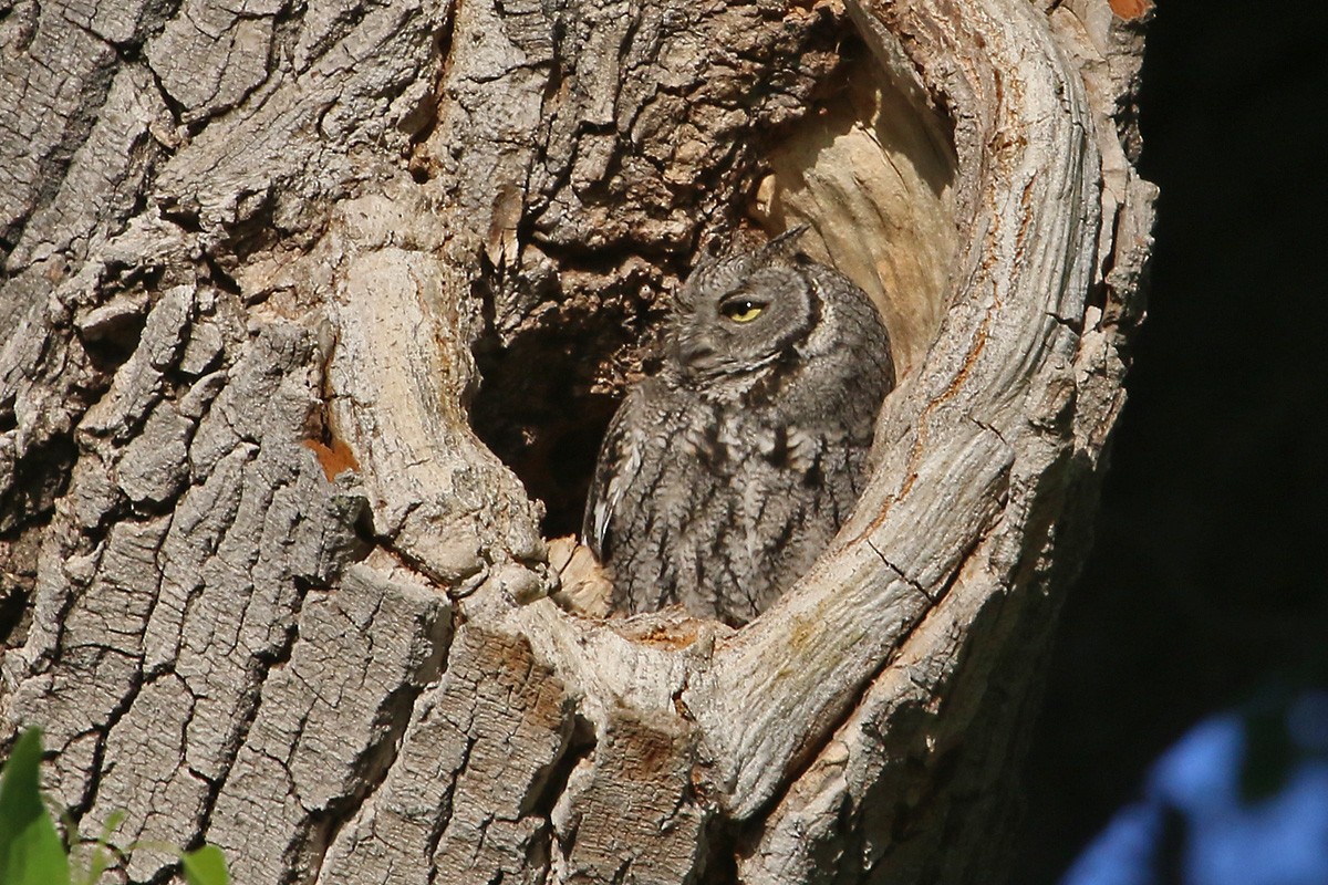 Western Screech-Owl - ML57310201