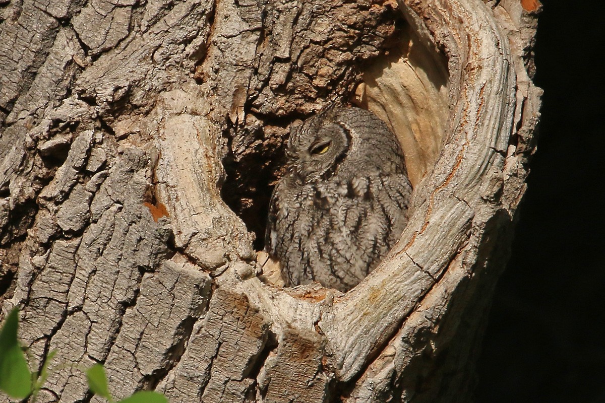 Western Screech-Owl - ML57310211