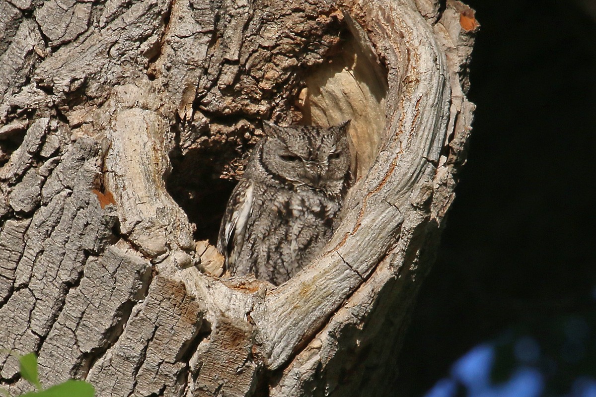 Western Screech-Owl - ML57310221