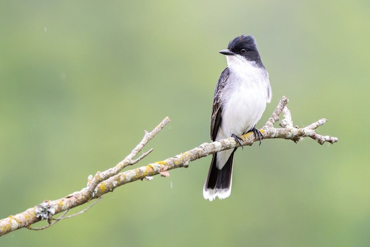 Eastern Kingbird - ML573103881