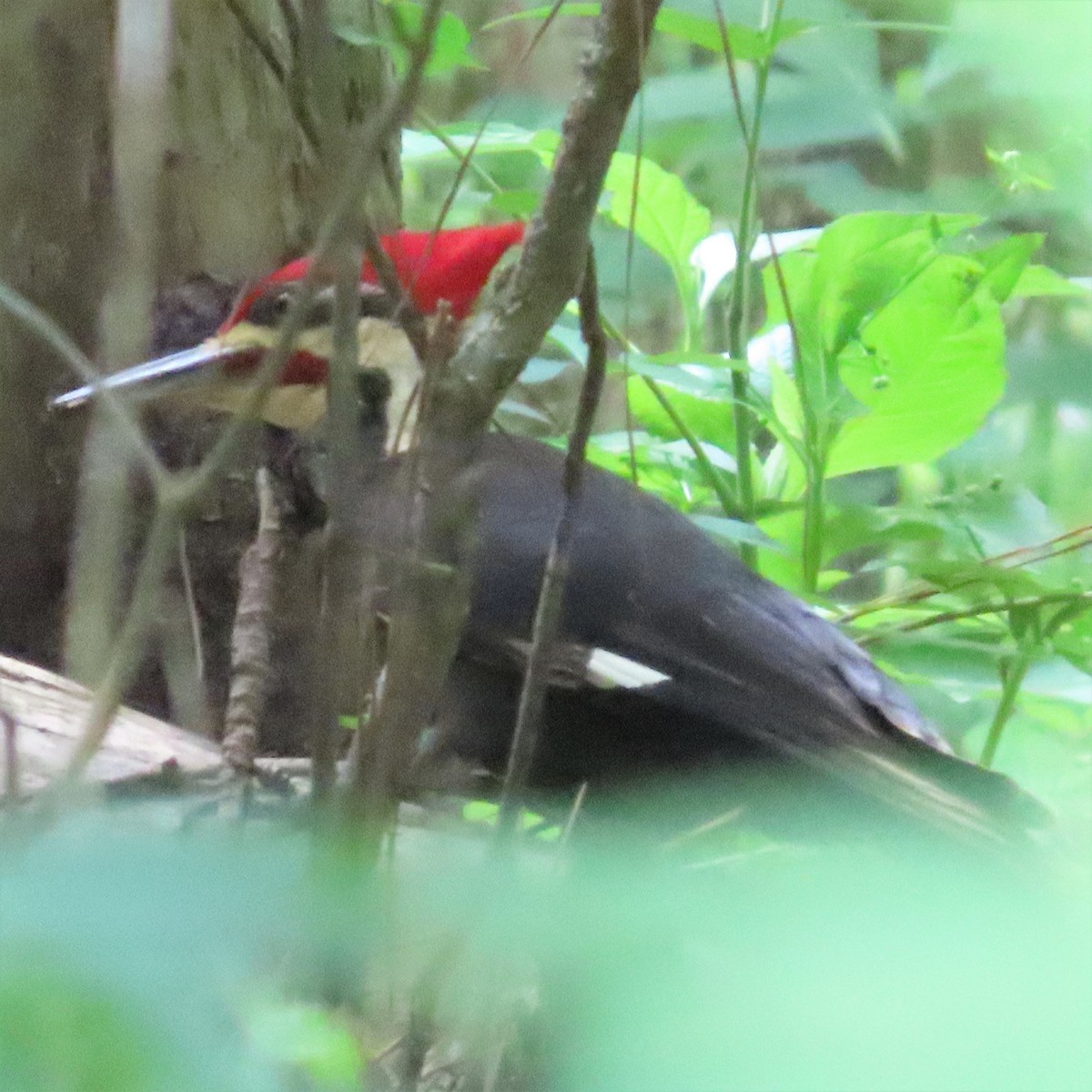Pileated Woodpecker - ML573104041