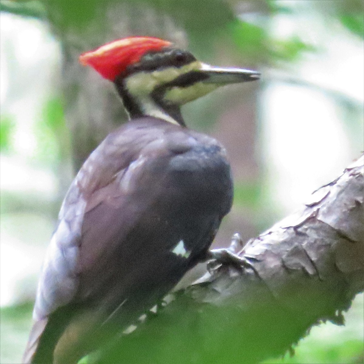 Pileated Woodpecker - ML573104051