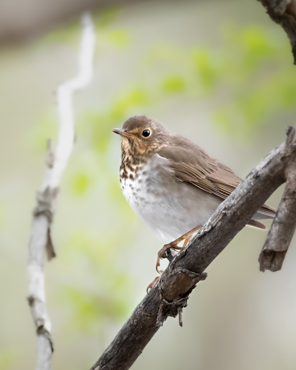 Swainson's Thrush - ML573104111
