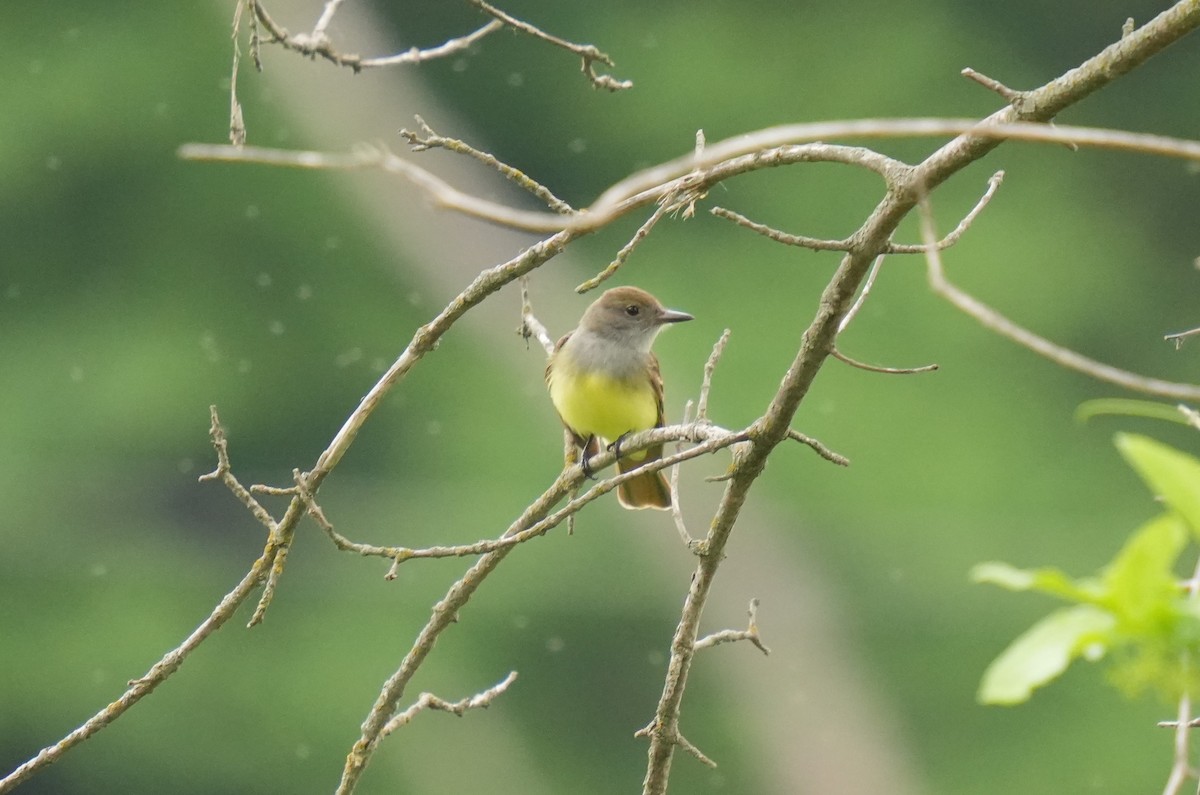 Great Crested Flycatcher - ML573104121