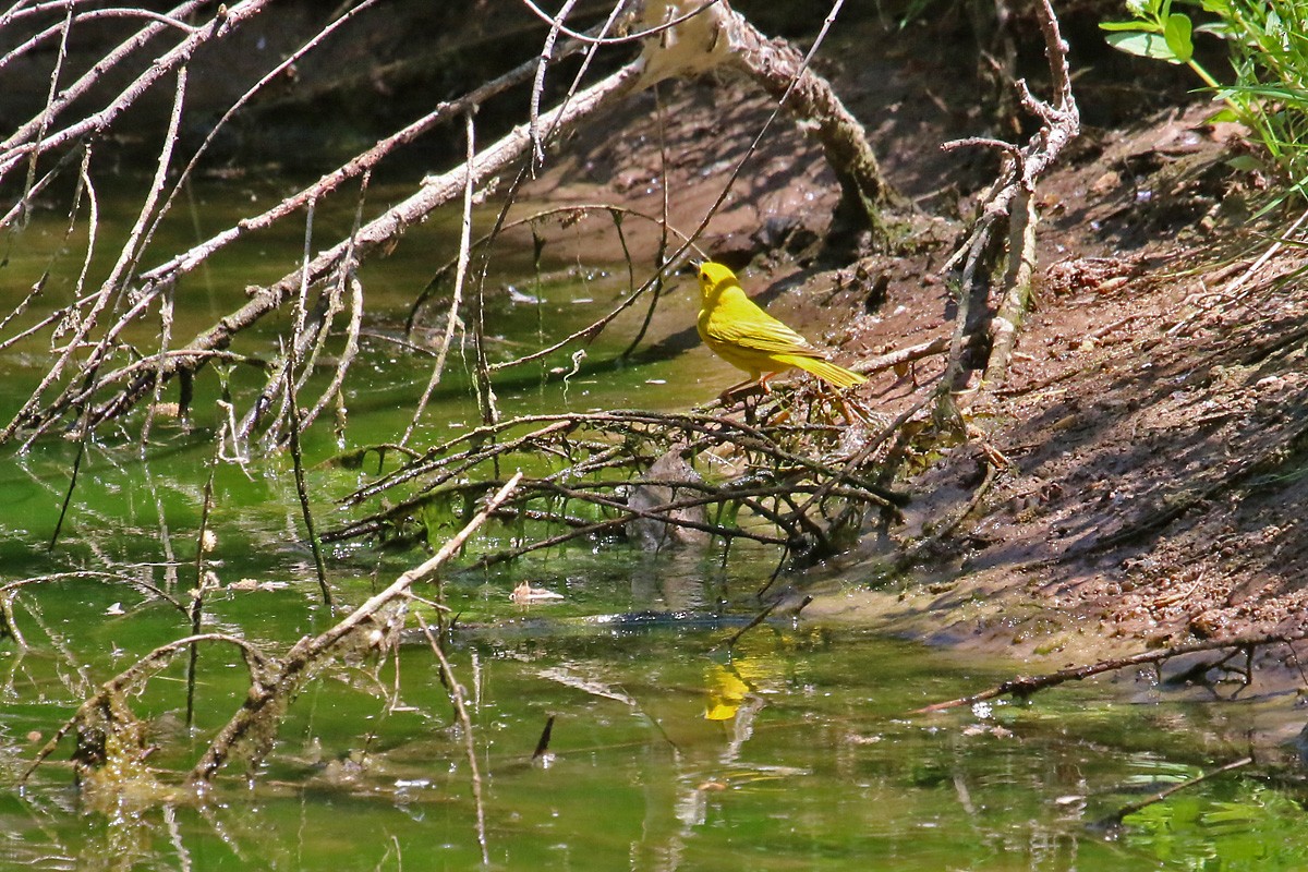 Yellow Warbler - ML57310421