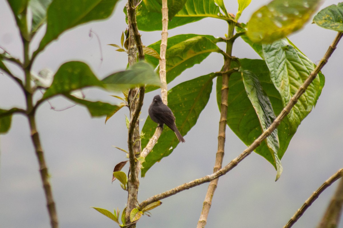 Smoke-colored Pewee - ML573104271