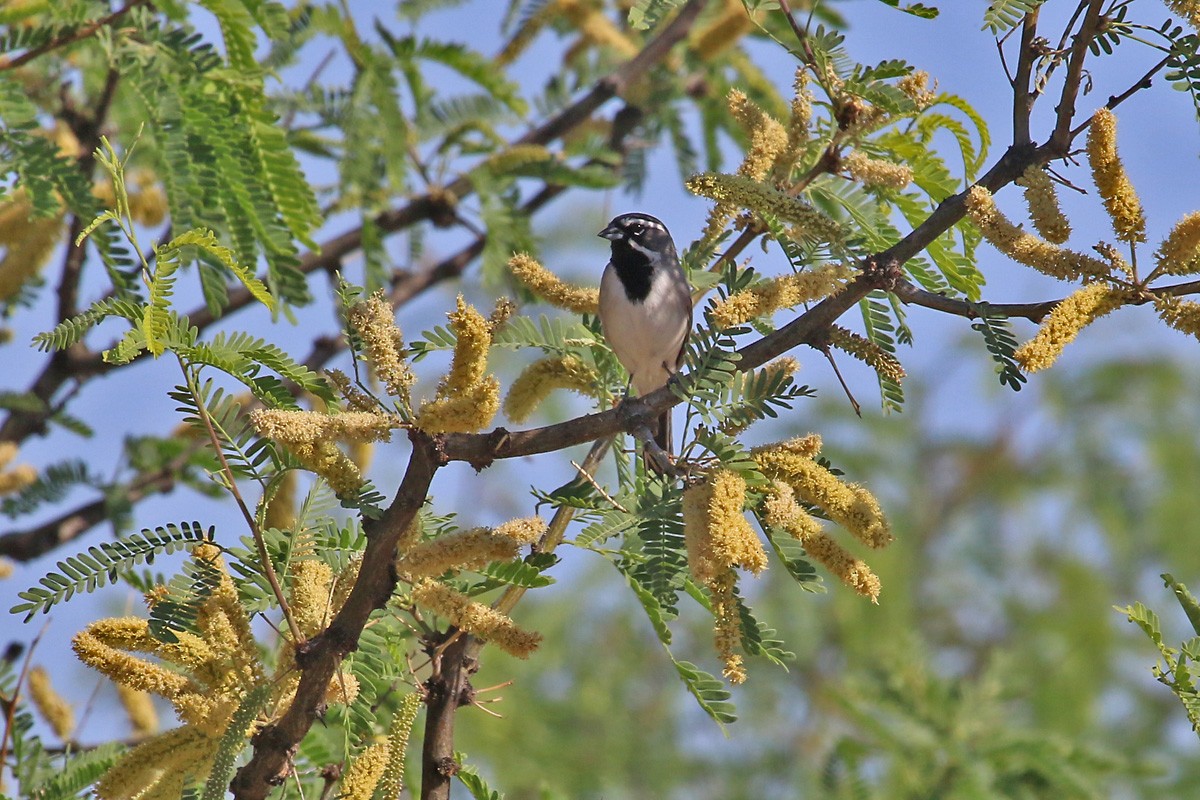 Black-throated Sparrow - ML57310501